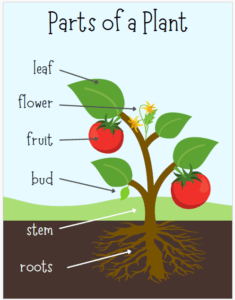 Educational Posters