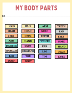 Human Body Parts 1