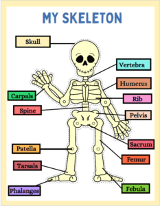 Human Body Parts 2