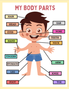 Human Body Parts